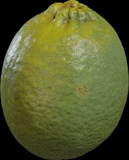 Food Lime 01
